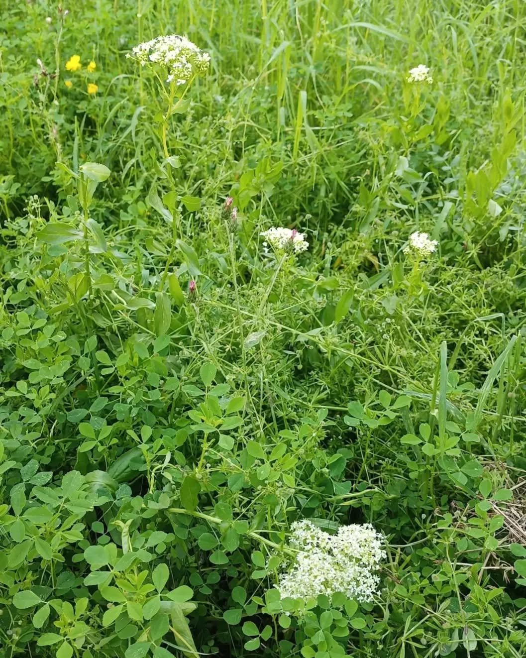 İnsan ancak evden getirdiği kelimelerle anlatabiliyor hikayesini.